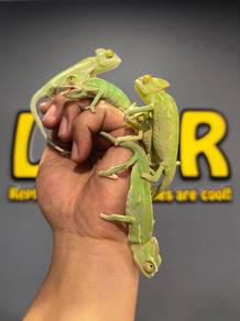 Veiled Chameleon