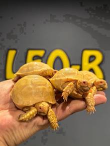 Albino African Spurred Tortoise / Sulcata