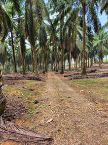 Agricultural-Land-for-sale-Kulai-Johor