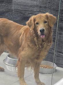 Golden retriever