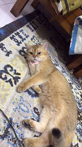 Kucing Bsh Golden