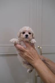 Toy Poodle
