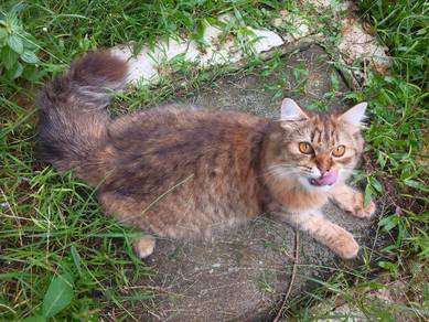 Tabby Manja