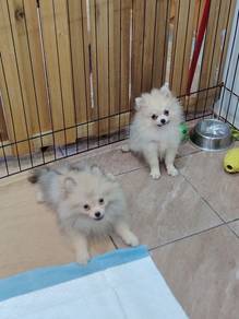 Pomeranian