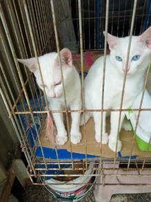 Cute cat🐈 for sale