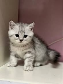 bsh silver tabby