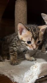 bengal kitten