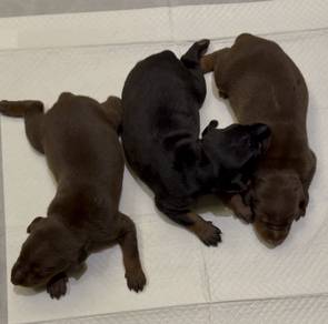 doberman