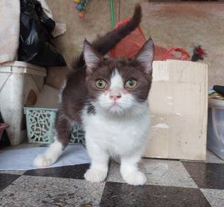 Bicolor Munchkin kitten