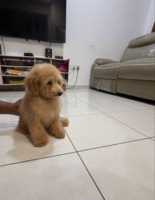 toy poodle for sale