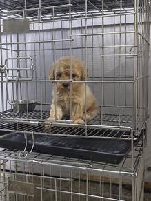 Toytoy poodle