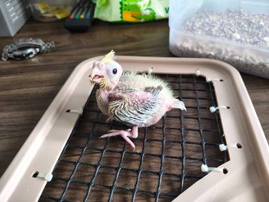 Anak burung cockatiel
