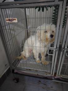 Purebred Male Maltese, 3yo – (Negotiable)