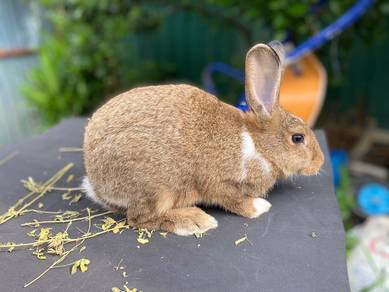 Arnab Baka Mix Untuk Dijual - Comel & Sihat