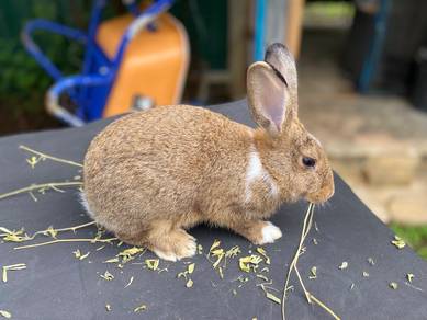 Arnab Baka Mix Untuk Dijual - Comel & Sihat