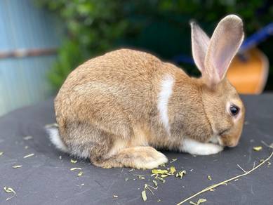 Arnab Baka Mix Untuk Dijual - Comel & Sihat