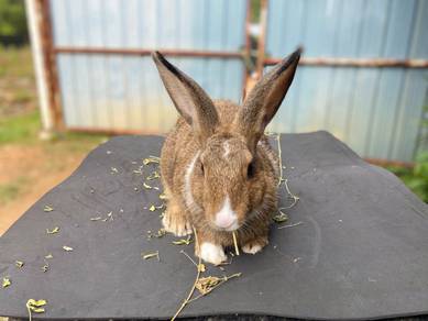 Arnab Baka Mix Untuk Dijual - Comel & Sihat