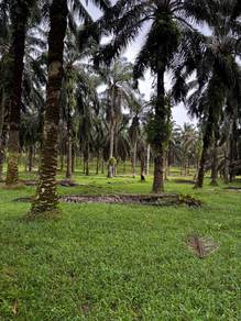 Industrial Land in Seelong/Senai for Sale
