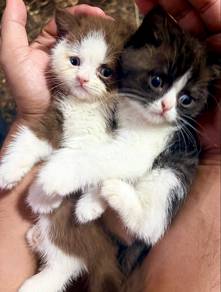 bsh bicolor
