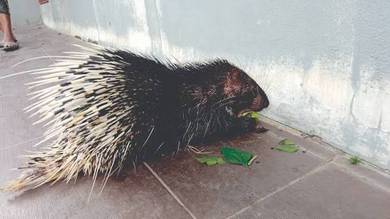 (Landak)Porcupine