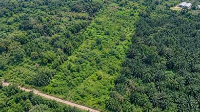 7 Acre Freehold Development Land for Sale in Valdor, Penang