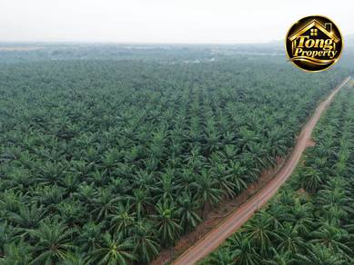 Bedong /Kedah Agriculture Land Zoning Residential For Sale