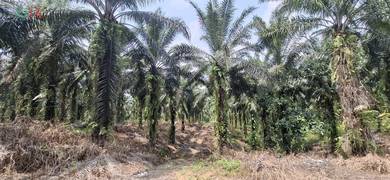 A piece of agricultural Land, Ulu Kalumpang, Jalan Bukit Mull, Tawau