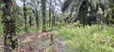 A piece of agricultural Land, Ulu Kalumpang, Jalan Bukit Mull, Tawau