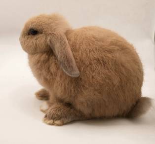 Holland Lop Rabbit for sale. KL area