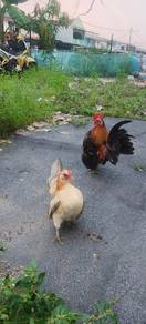 Ayam Serama 