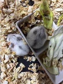 Winter Hamster