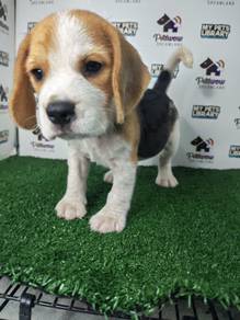 Beagle tri color female puppy