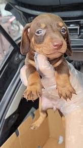 Chocolate tan miniature dachshund
