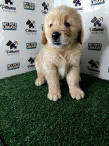 Golden retriever with mka certificate
