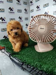 Toy teddy small size poodle