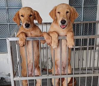Golden retriever with mka certificate 4 months
