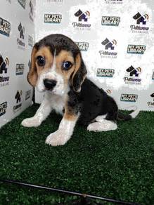 Beagle tri color male and femal