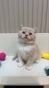 BSH Cream Bicolor