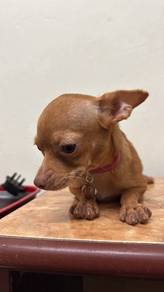 Chihuahua puppy