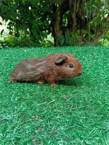 Guinea pig tikus belanda
