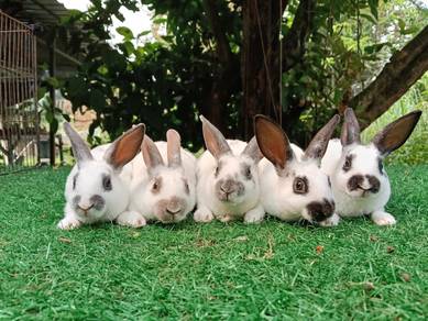 arnab minirex