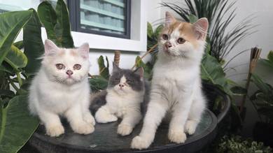 Anak Kucing Parsi