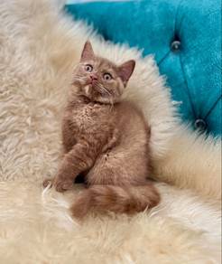british shorthair cinnamon tortie
