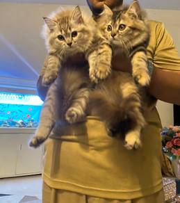 kucing Persian 