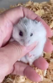Hamster Winter White Dwarf Pearl