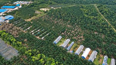 Industrial-Land-for-sale-Pekan-Nanas-Johor-1