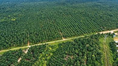 Industrial-Land-for-sale-Pekan-Nanas-Johor-3