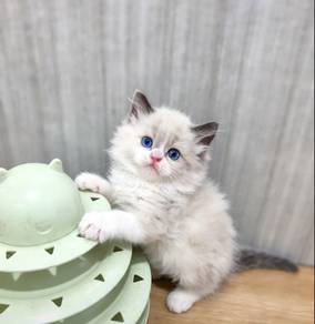 Ragdoll