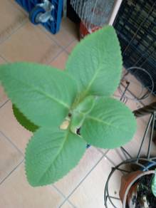 Anak Pokok Oregano