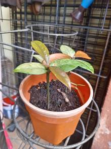 Anak Pokok Manggis 